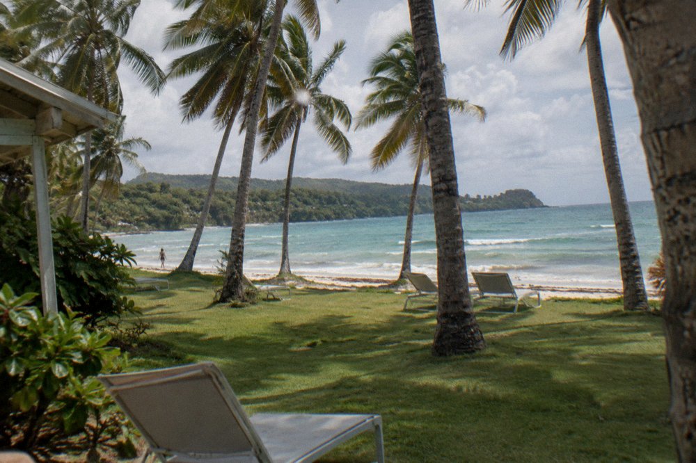 Beachfront palm garden on Samana Bay